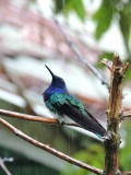 Barrett20180304_1410_White-necked Jacobin male.JPG