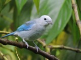 Barrett20180304_1638_Blue-gray Tanager.JPG