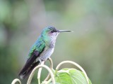 Barrett20180304_1719_White-necked Jacobin female.JPG