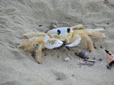 Barrett20180308_1802_Atlantic Ghost Crab.JPG