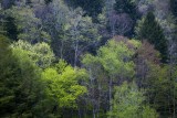 Early Spring Colors-Morton Overlook