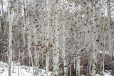 La Sal Mountains Aspens With Falling Snow, Utah