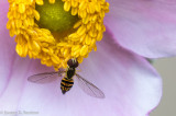 Hoverfly (Eupeodes corollae) I