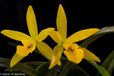 Brassavola Hybrid Orchid