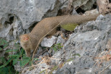 Resident Mongoose