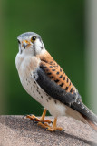 American Kestrel