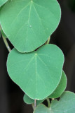 Vine