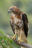 Juvenile Red-Tailed Hawk (Buteo jamaicensis) II