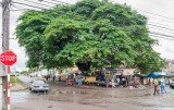Guango Tree