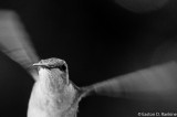 Wing Speed