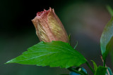 _DSC9316.jpg