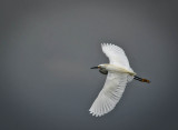 Snowy Egret 