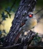 Female cardinal