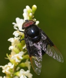 Mexican cactus fly