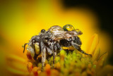 bee retouch_HDR_edit_edited-1.jpg