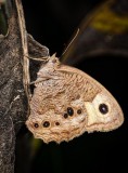 Common wood nymph I think.