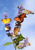 Lot of butterflies for one flower stalk. 