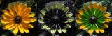 Rudbeckia 2017 VIS-UV-BV P7080213a_c.jpg