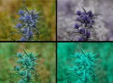 Eryngium_amethystinum_VISUVBUBV_P1740105_c.jpg