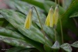 Erythrone dAmrique (Yellow trout lily)