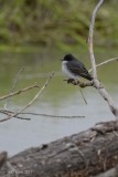 Tyran tritri (Eastern kingbird)