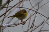 Paruline masque (Common yellowthroat)