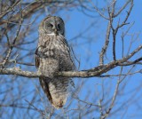 Chouette lapone (Great gray owl)