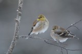 Chardonneret jaune (American goldfinch)