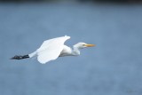 Hron garde-boeuf (Cattle egret)