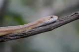 Pantherophis alleghaniensis (Yellow rat snake aka Eastern ratsnake)