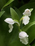 Vermont Orchids 2018