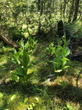 Cypripedium reginae (Showy Ladys-slipper) in bud. Woodland Bog, Caribou Maine, 7/3/2018 