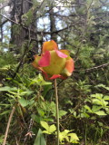 Sarracenia purpurea (Pitcher Plant) one of my favorite flowers! Lac des Joncs fen 7/4/2018