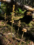 Corallorhiza striata var. vreelandii (Vreelands Coralroot) Bonaventure Island, Quebec 7/8/2018