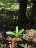 Clintonia borealis (Blue-bead Lily) Bonaventure Island, Quebec 7/8/2018