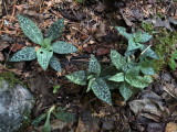 Goodyera tesselata (Checkered Rattlesnake Plantain) Hautes Gorges National Park 7/12/2018  