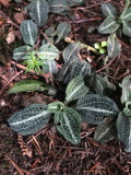 Goodyera pubescens (Downy Rattlesnake Plantain) Sylvain Beausejours property. Sainte-Mlanie, Quebec 7/13/2018 