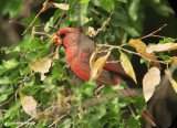 Cardinal-Pyrrhuloxia hybrid