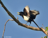 Yellowbilled Magpie, juve.