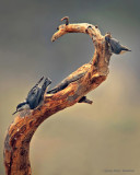 Animals of Cabin Lake
