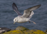 Northern Fulmar    Scotland