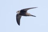 Common Swift  (European)  Apus Apus