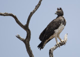 Martial Eagle  Polemaetus bellicosus