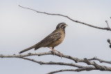 Cinnamon-breasted Bunting    Emberiza tahapisi