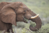African Elephant   Etosha NP, Namibia