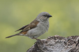 Southern Grey-headed Sparrow   Passer diffusus