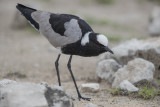 Blacksmith Lapwing   Vanellus armatus