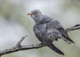 African Cuckoo Namibia