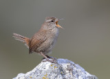 Wren  Spain