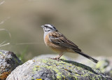 Rock Bunting   Spain